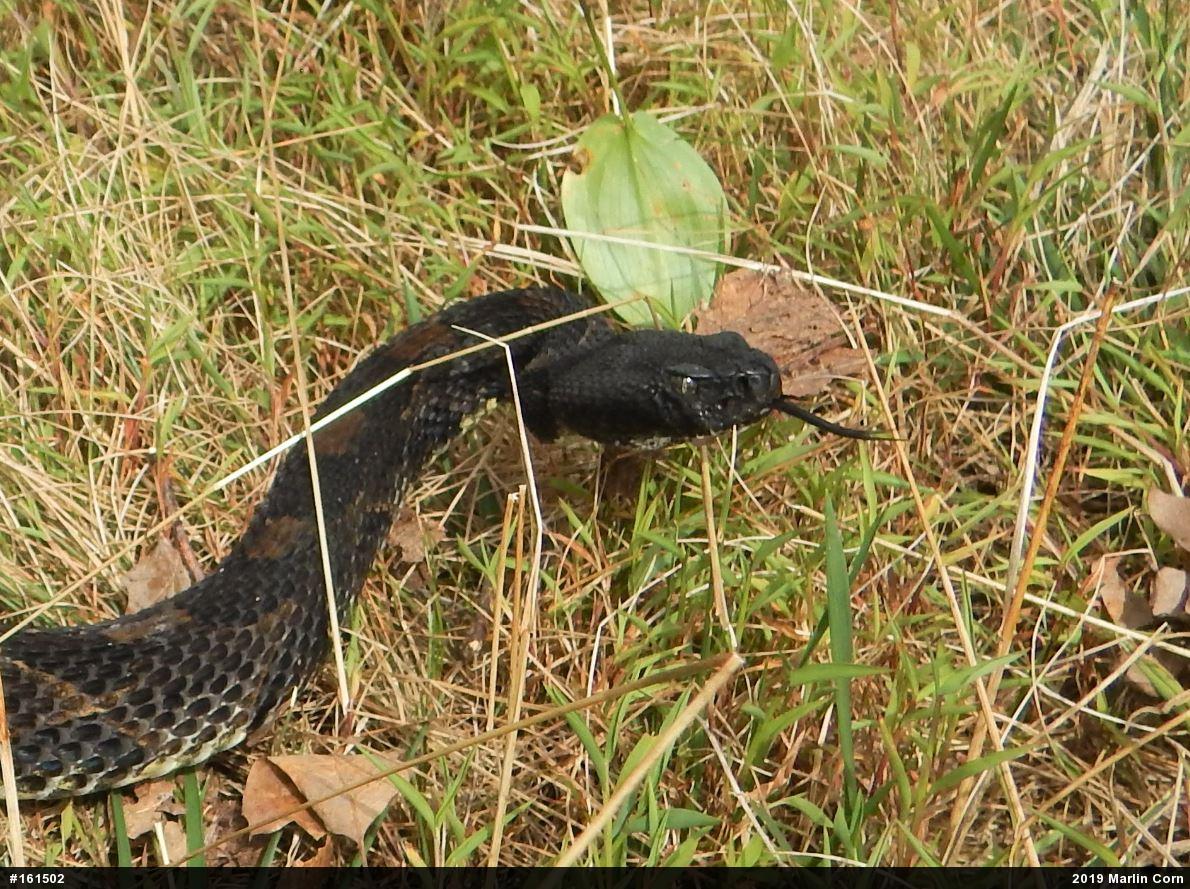 Timber Rattlesnake