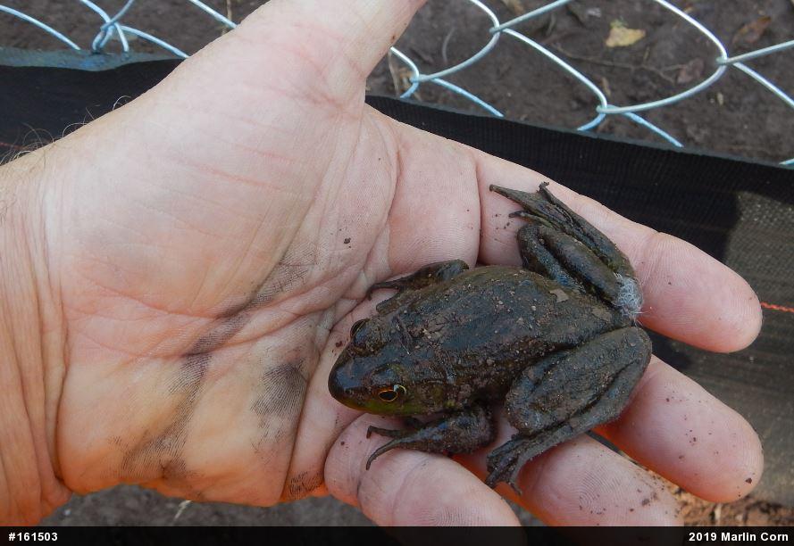 American Bullfrog
