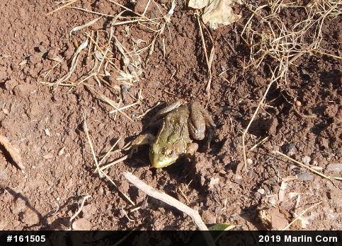 Green Frog