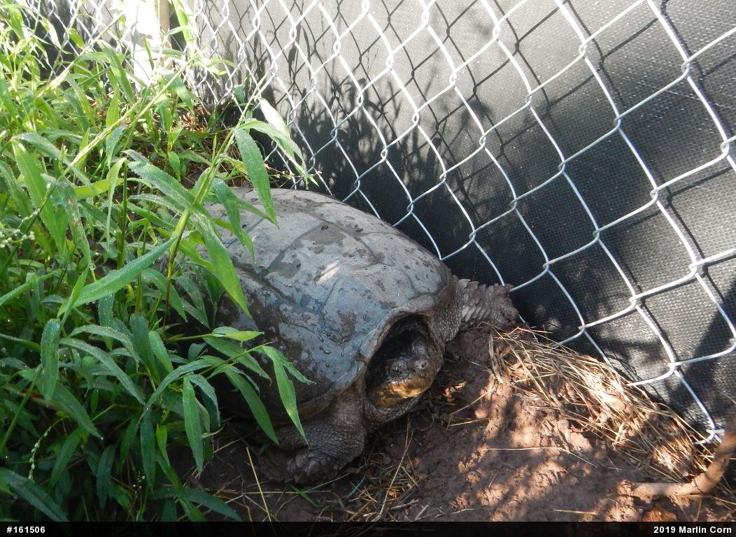 Snapping Turtle