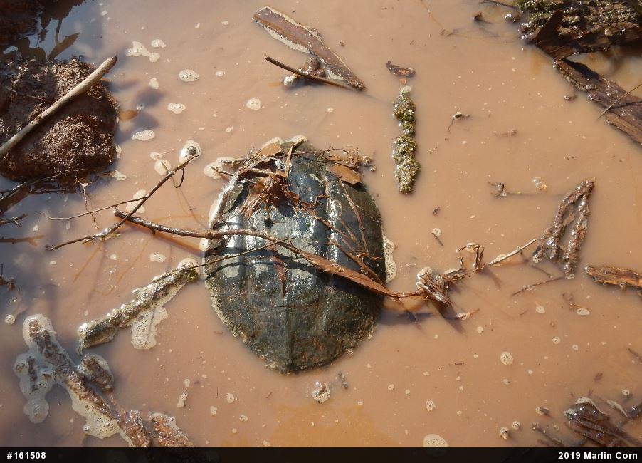 Snapping Turtle