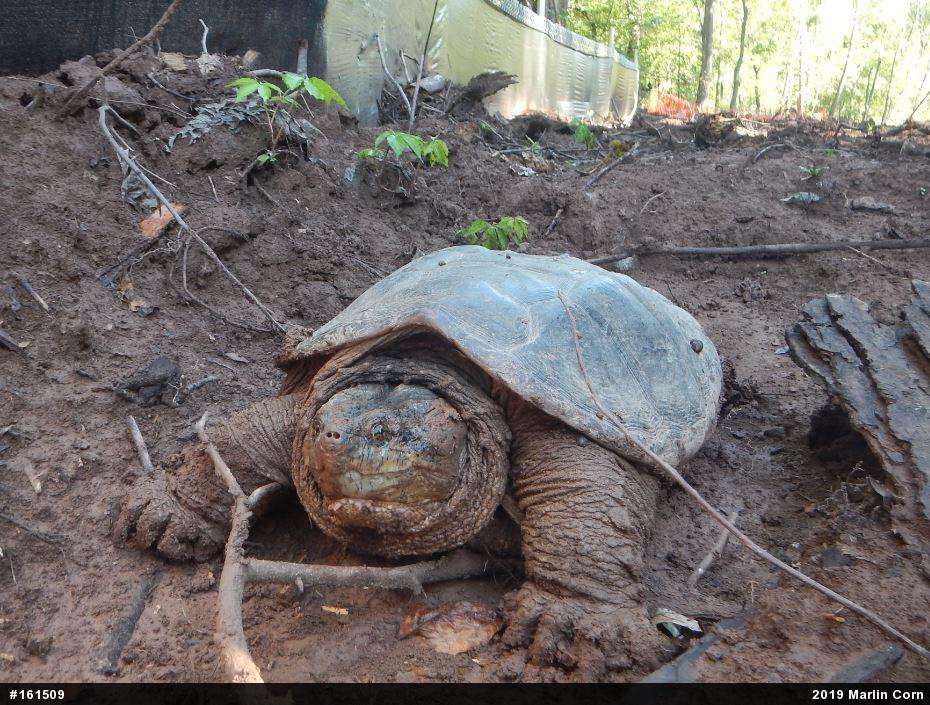 Snapping Turtle