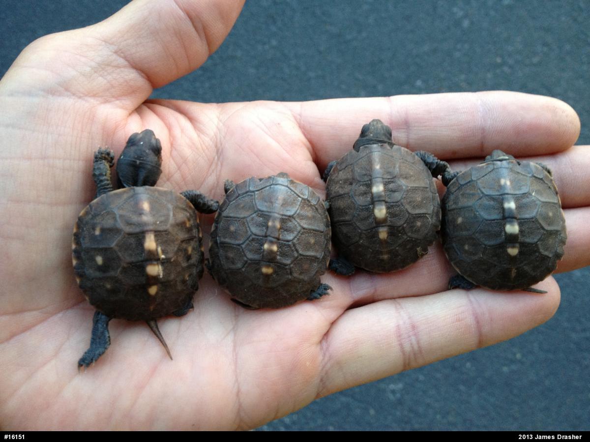 Eastern Box Turtle