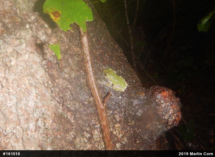 Unknown Gray Treefrog