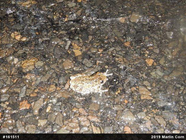 Unknown Gray Treefrog