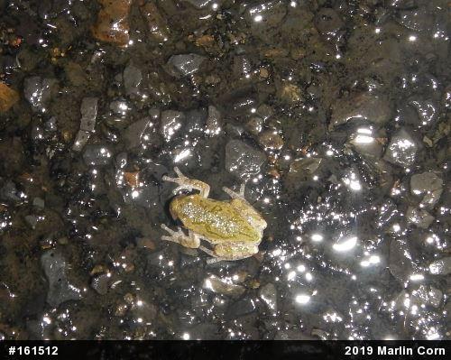 Unknown Gray Treefrog