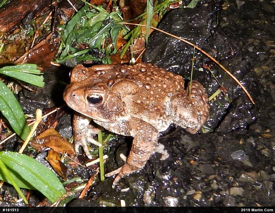 Eastern American Toad