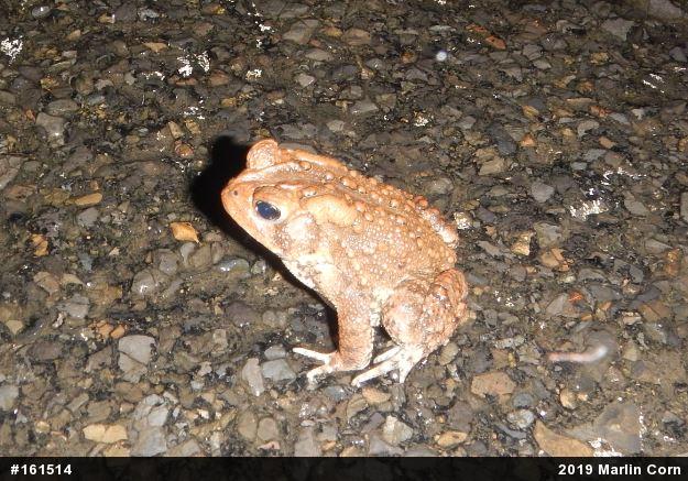 Eastern American Toad