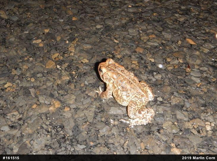 Eastern American Toad