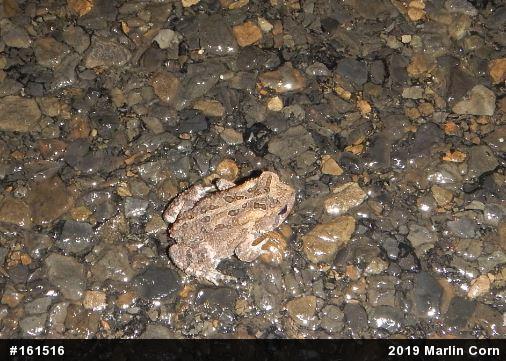 Eastern American Toad