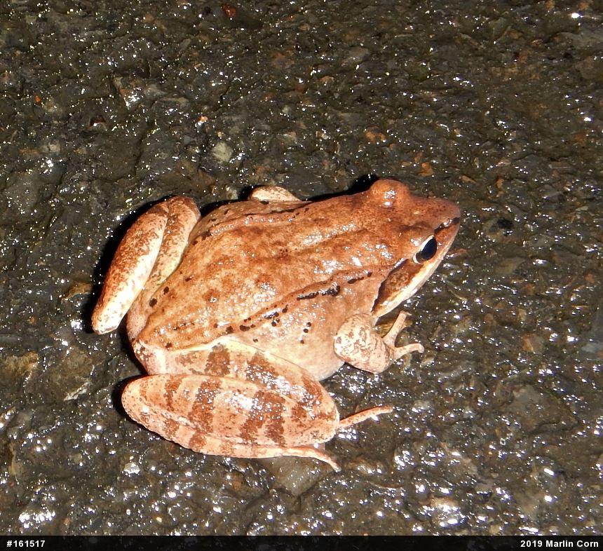 Wood Frog