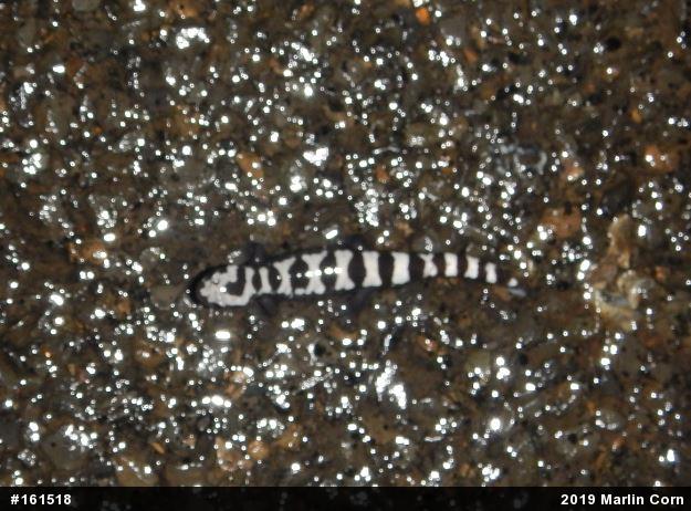 Marbled Salamander