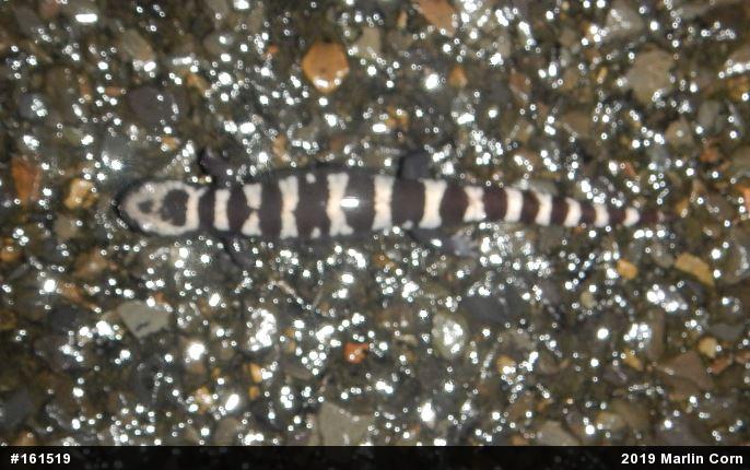Marbled Salamander