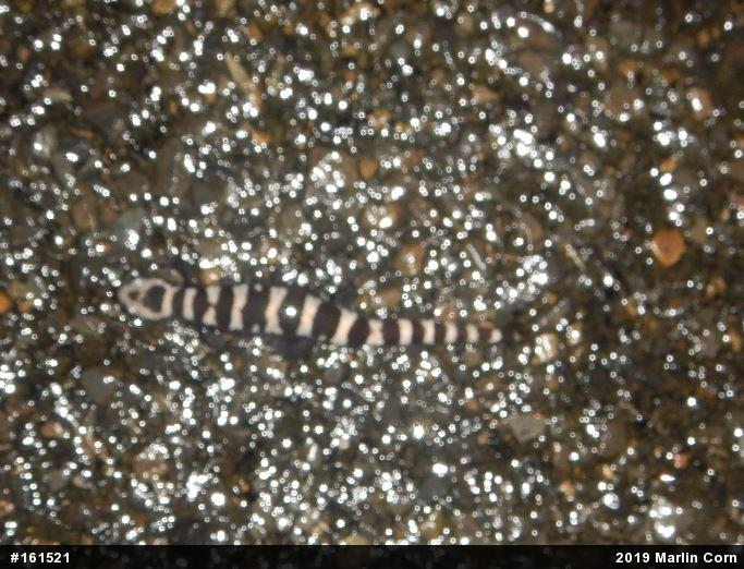Marbled Salamander