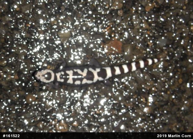 Marbled Salamander