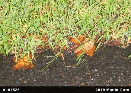 Marbled Salamander