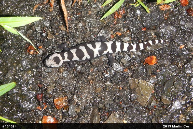 Marbled Salamander