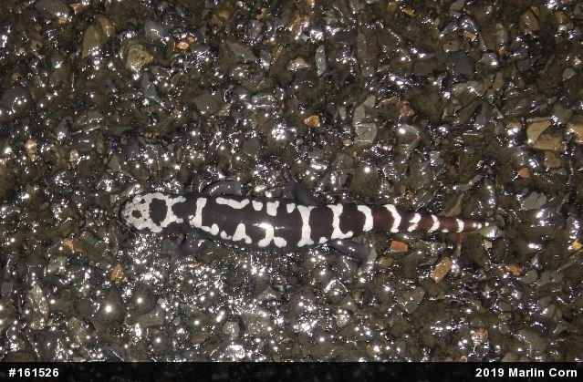 Marbled Salamander