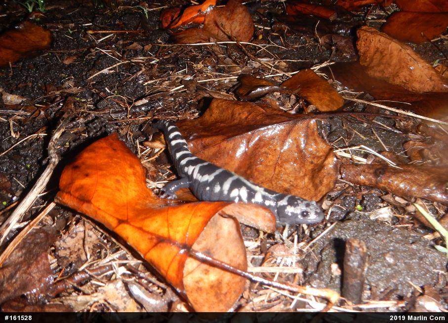 Marbled Salamander