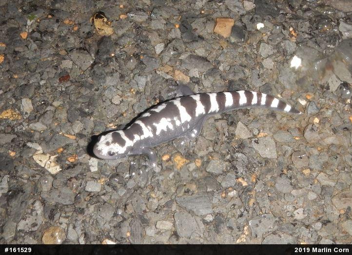 Marbled Salamander