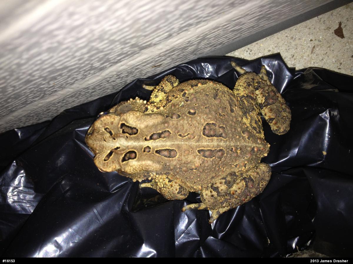 True Toads