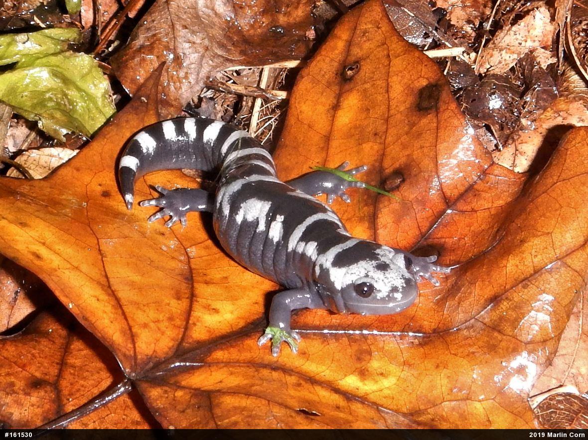 Marbled Salamander