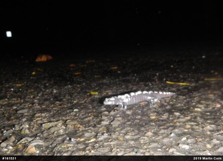 Marbled Salamander