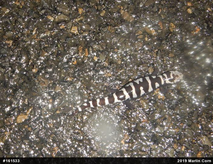 Marbled Salamander