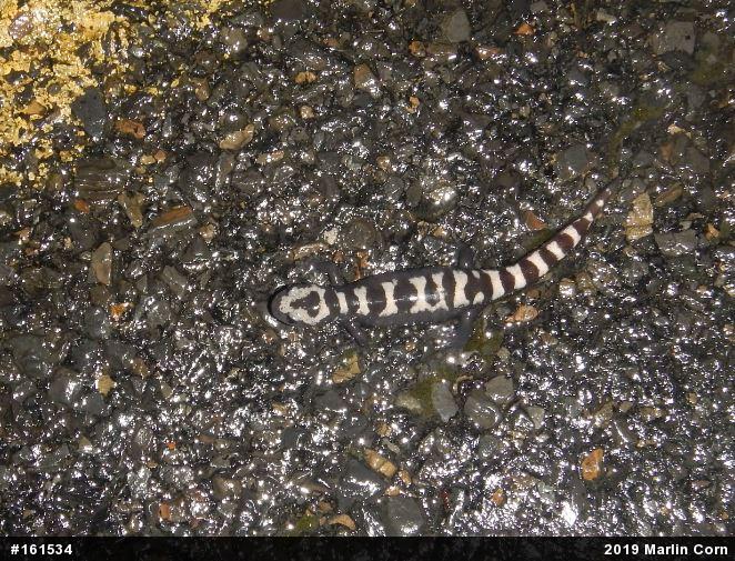 Marbled Salamander