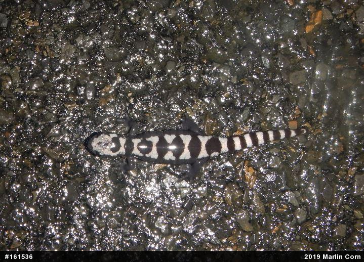 Marbled Salamander
