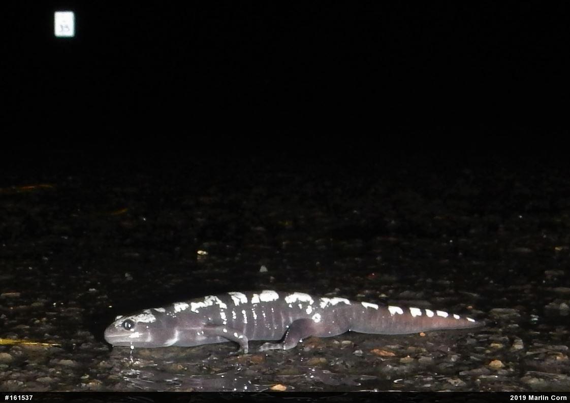 Marbled Salamander