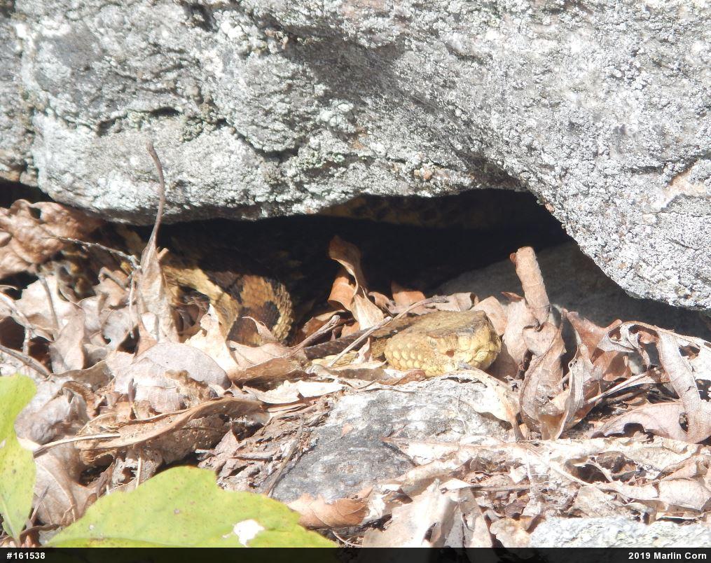 Timber Rattlesnake