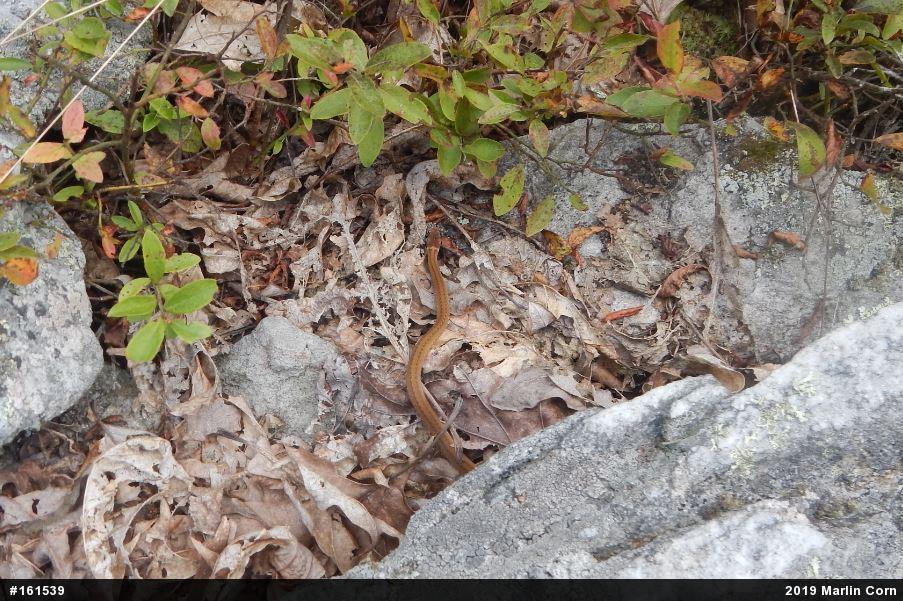 Red-bellied Snake