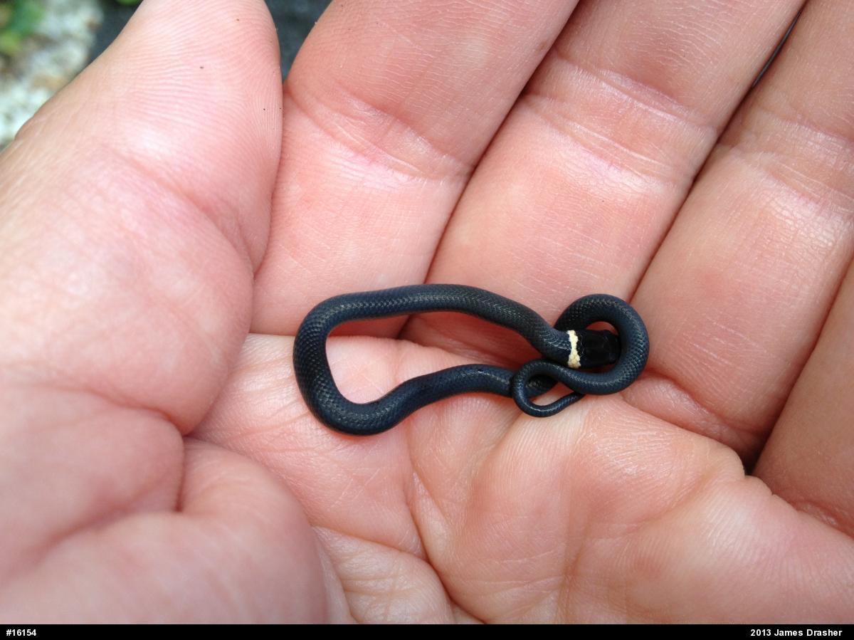 Northern Ring-necked Snake