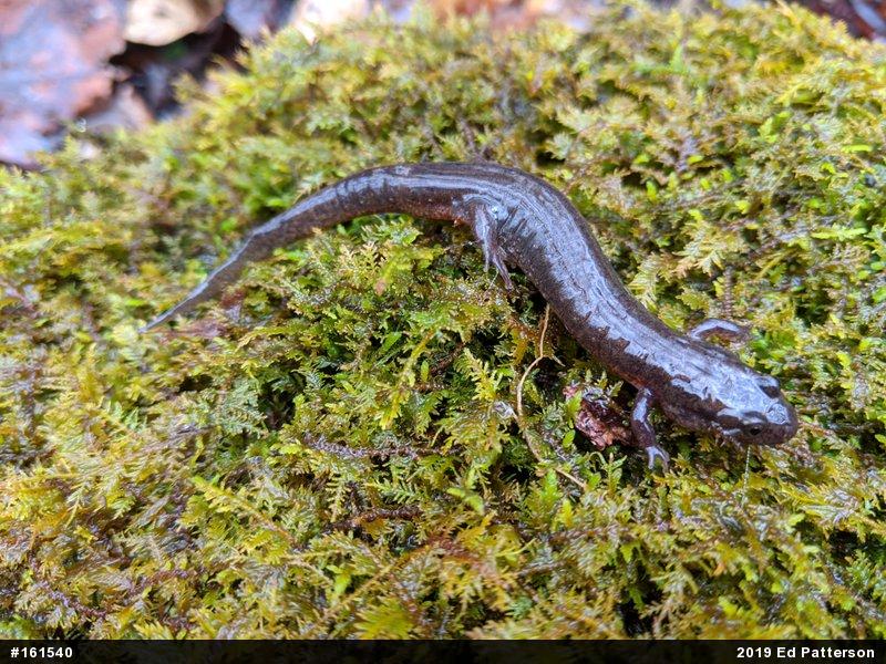 Northern Dusky Salamander