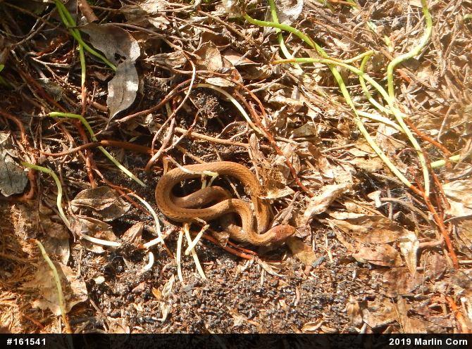 Red-bellied Snake