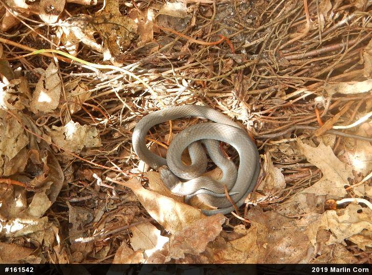 Eastern Gartersnake