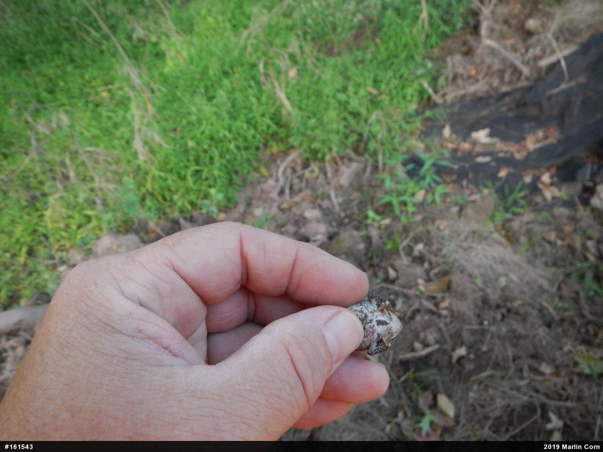 Eastern American Toad