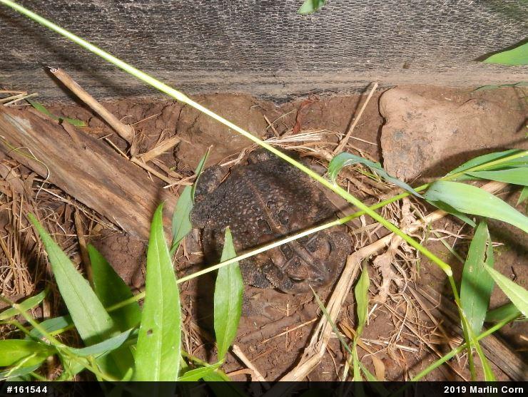 Eastern American Toad