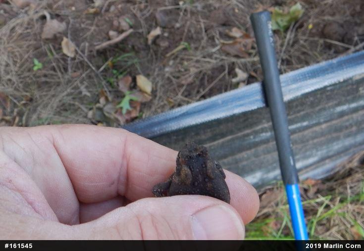Eastern American Toad