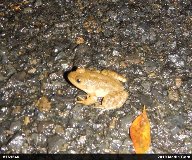 American Bullfrog