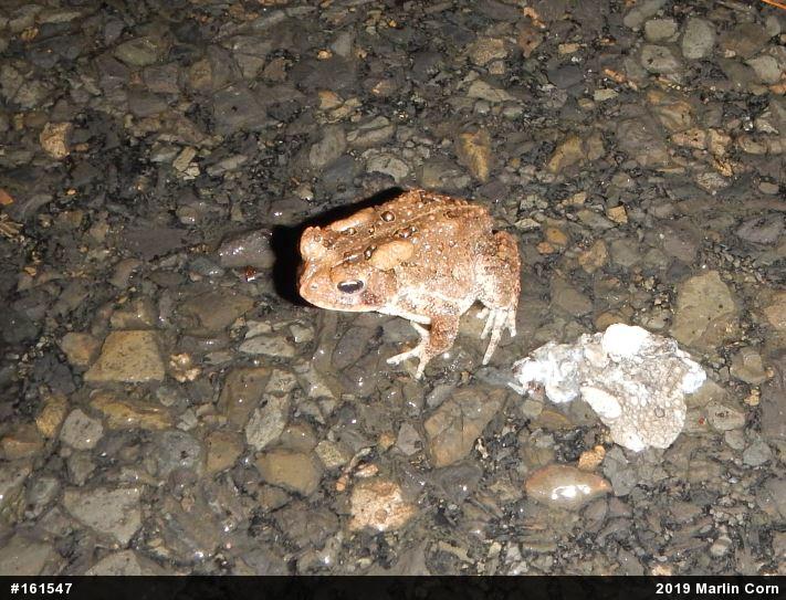 Eastern American Toad
