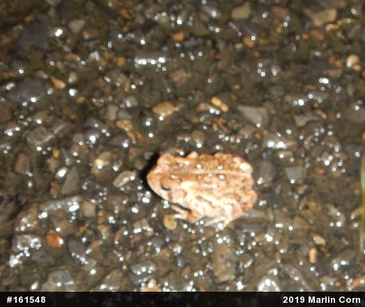 Eastern American Toad