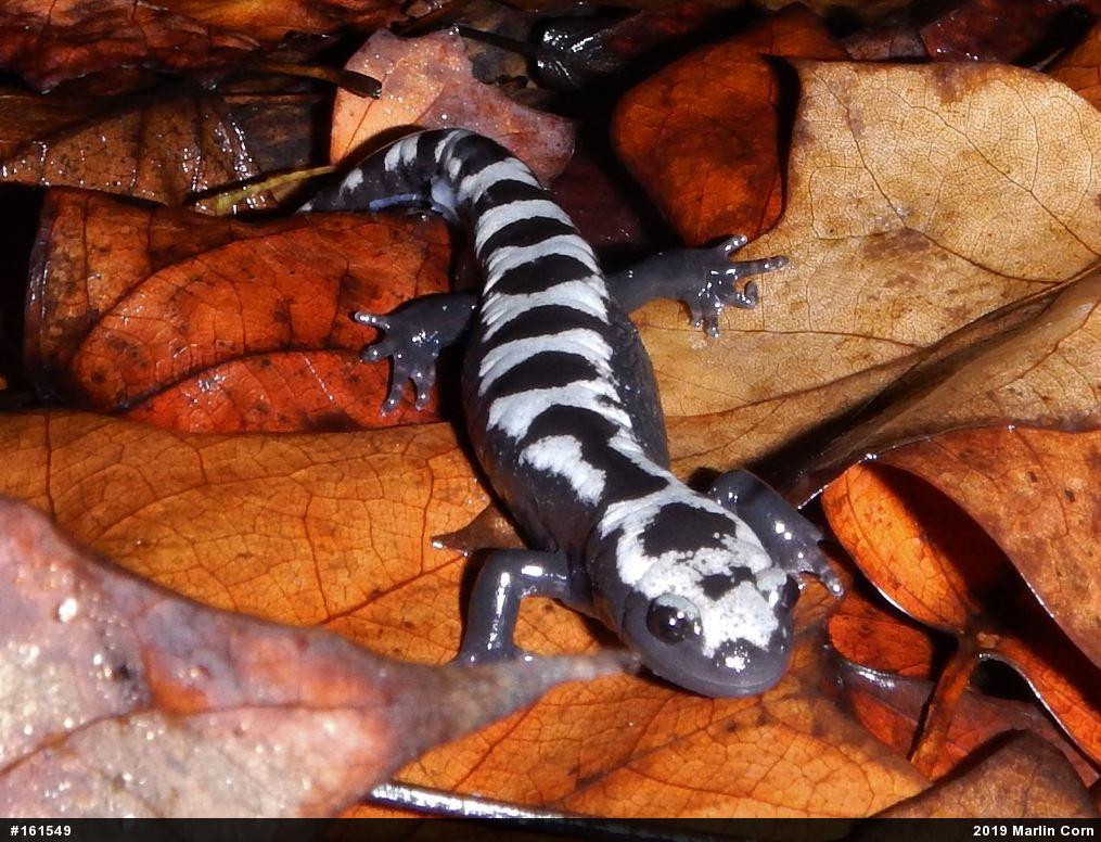 Marbled Salamander