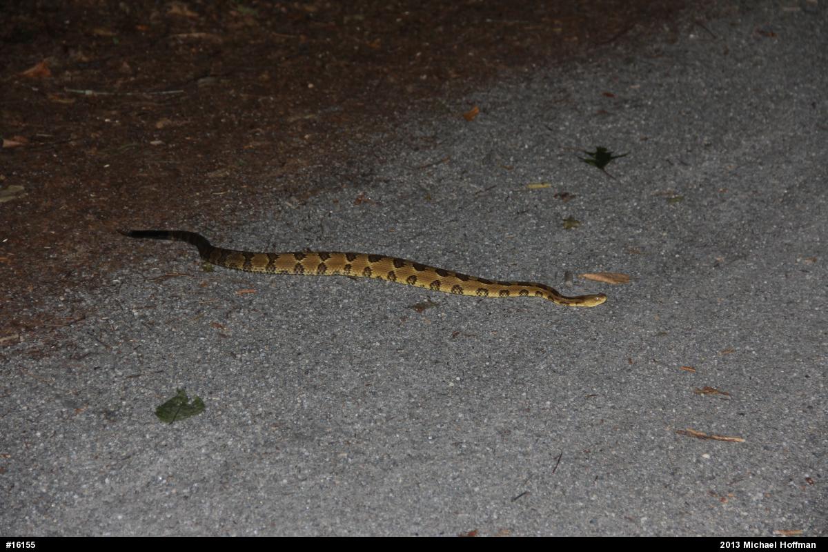 Timber Rattlesnake