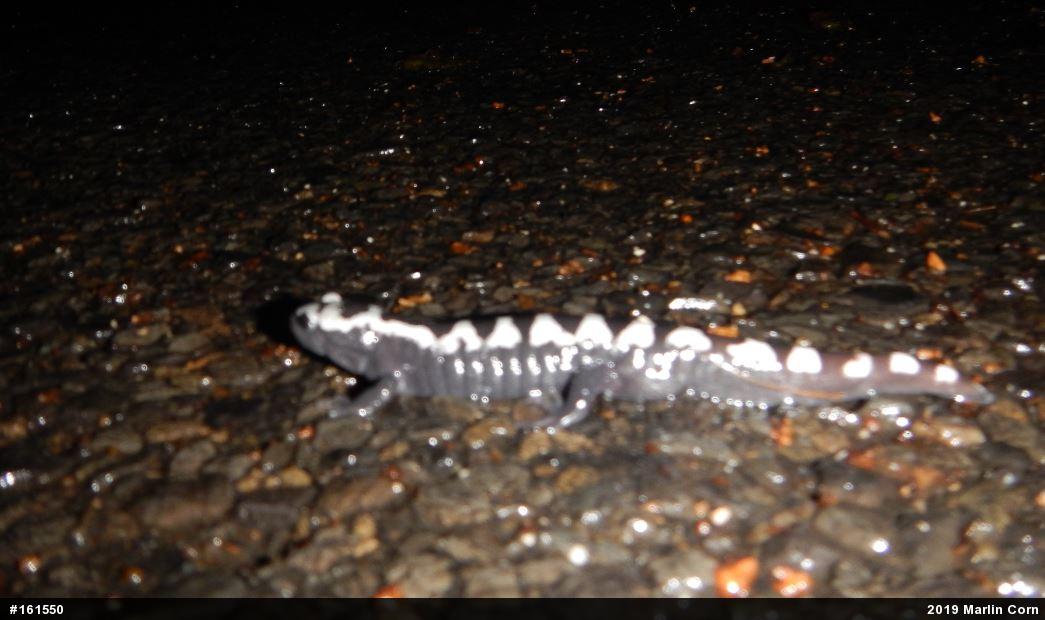 Marbled Salamander