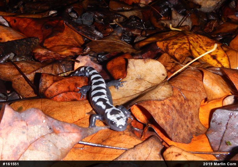 Marbled Salamander