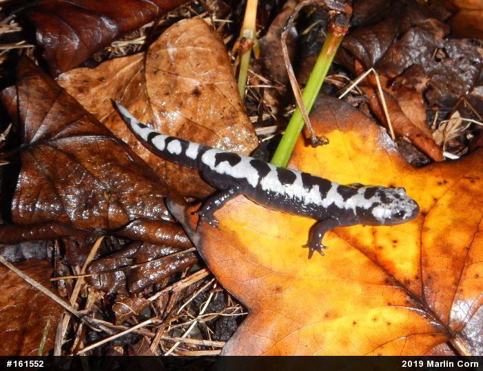 Marbled Salamander