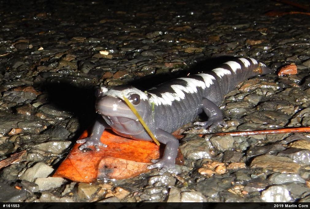 Marbled Salamander