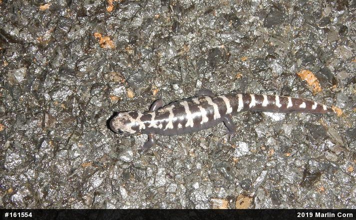 Marbled Salamander